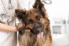 German Shepherd with head tilted to the side being examined by its veterinarian with its owner's pet insurance.