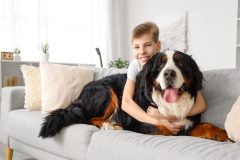 A boy sits with a huge dog on the sofa at home.