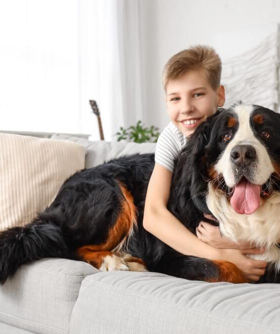 A boy sits with a huge dog on the sofa at home.