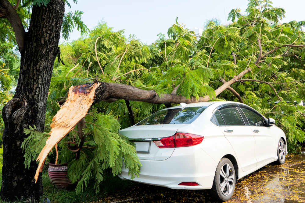 Tree falling on top of white sedan.