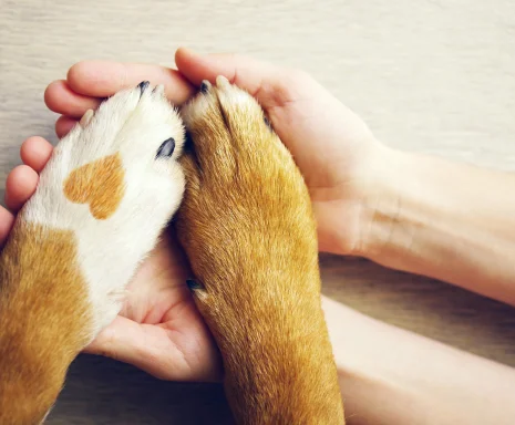 Hands holding a dog’s paws with a heart in fur.